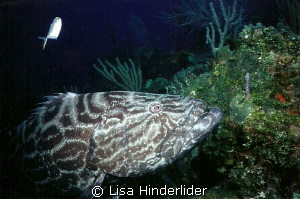 Goliath Grouper by Lisa Hinderlider 
